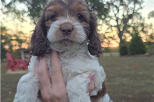 Celine - Cockapoo for sale