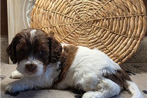 Celine - puppy for sale