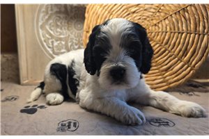 Chloe - Cockapoo for sale