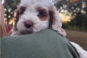 Callie - Cockapoo for sale