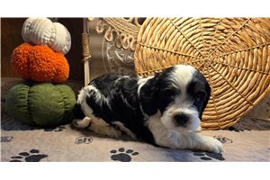 Charlie - puppy for sale