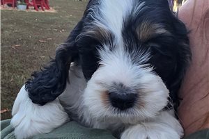 Charlie - Cockapoo for sale