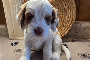 Callie - Cockapoo for sale