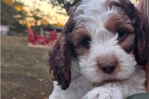 Chase - Cockapoo for sale