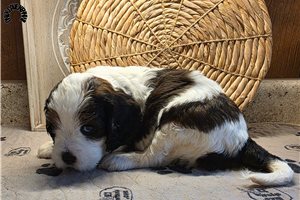 Celeste - Cockapoo for sale