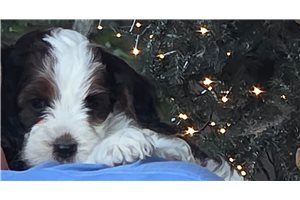 Celeste - Cockapoo for sale