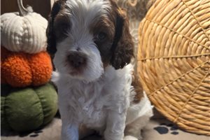 Chase - puppy for sale