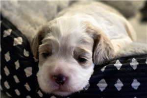 Kyra - puppy for sale