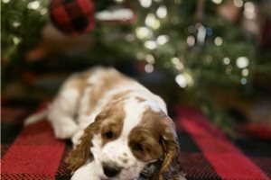 Kendra - Cocker Spaniel for sale