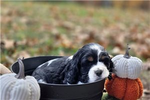 Benny - Cocker Spaniel for sale