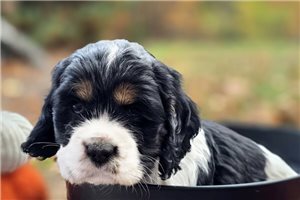 Beau - puppy for sale