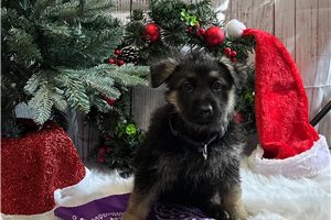 Maria - German Shepherd for sale