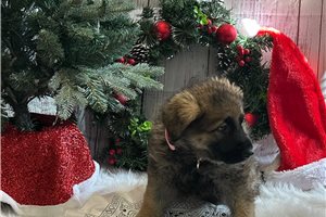 Mila - German Shepherd for sale