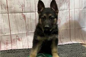 Matthew - German Shepherd for sale