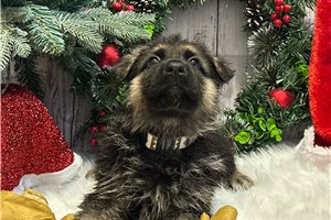 Mateo - German Shepherd for sale