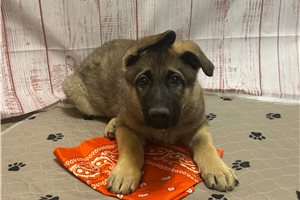 Maverick - German Shepherd for sale