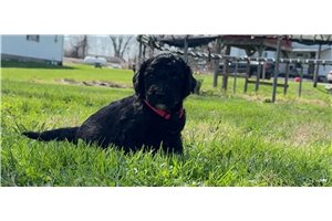 Churro - Goldendoodle for sale