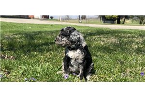 Oreo - puppy for sale