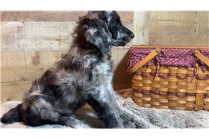 Jasper - Goldendoodle for sale
