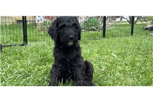 Churro - Goldendoodle for sale