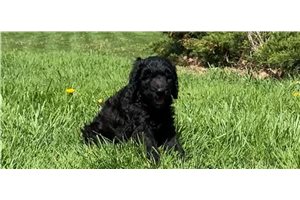 Aramis - Goldendoodle for sale