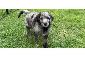 Darcy - Goldendoodle for sale