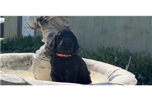 Noche - Goldendoodle for sale