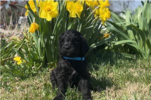 Aramis - Goldendoodle for sale