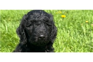 Noche - Goldendoodle for sale