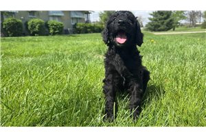 Aiko - Goldendoodle for sale