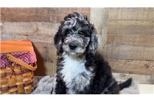 Oreo - Goldendoodle for sale