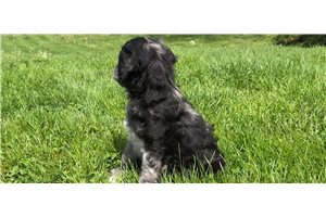 Jasper - Goldendoodle for sale