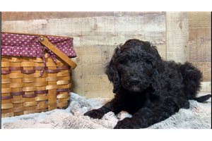 Churro - Goldendoodle for sale