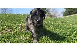 Jasper - Goldendoodle for sale