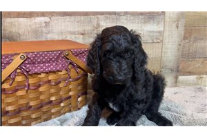 Aiko - Goldendoodle for sale