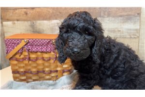 Noche - Goldendoodle for sale