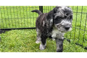 Oreo - Goldendoodle for sale