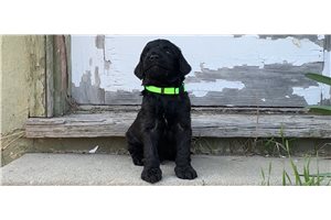 Sirius - Goldendoodle for sale
