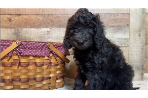 Aramis - Goldendoodle for sale