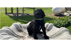 Aiko - puppy for sale