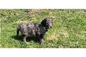 Darcy - Goldendoodle for sale