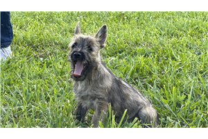 Orea - Cairn Terrier for sale