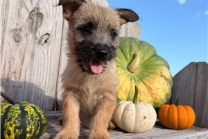Happy - Cairn Terrier for sale