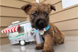Pluto - Cairn Terrier for sale