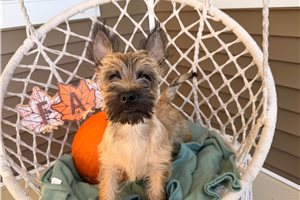 Harold - Cairn Terrier for sale
