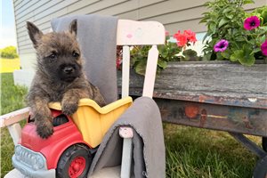 Ozzy - Cairn Terrier for sale