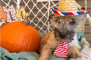 Happy - Cairn Terrier for sale