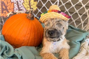 Hallie - Cairn Terrier for sale