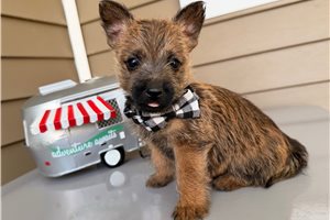 Pico - Cairn Terrier for sale