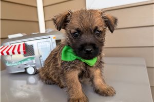 Pablo - Cairn Terrier for sale